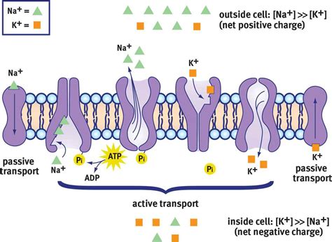 The resting membrane potential (RMP) is the electrical potential difference across the plasma membrane of a cell when the cell is at rest and not undergoing any significant …